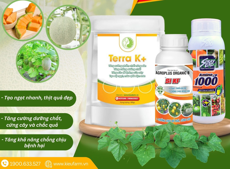 Combo tạo ngọt cho dưa lưới giai đoạn 55-75 ngày