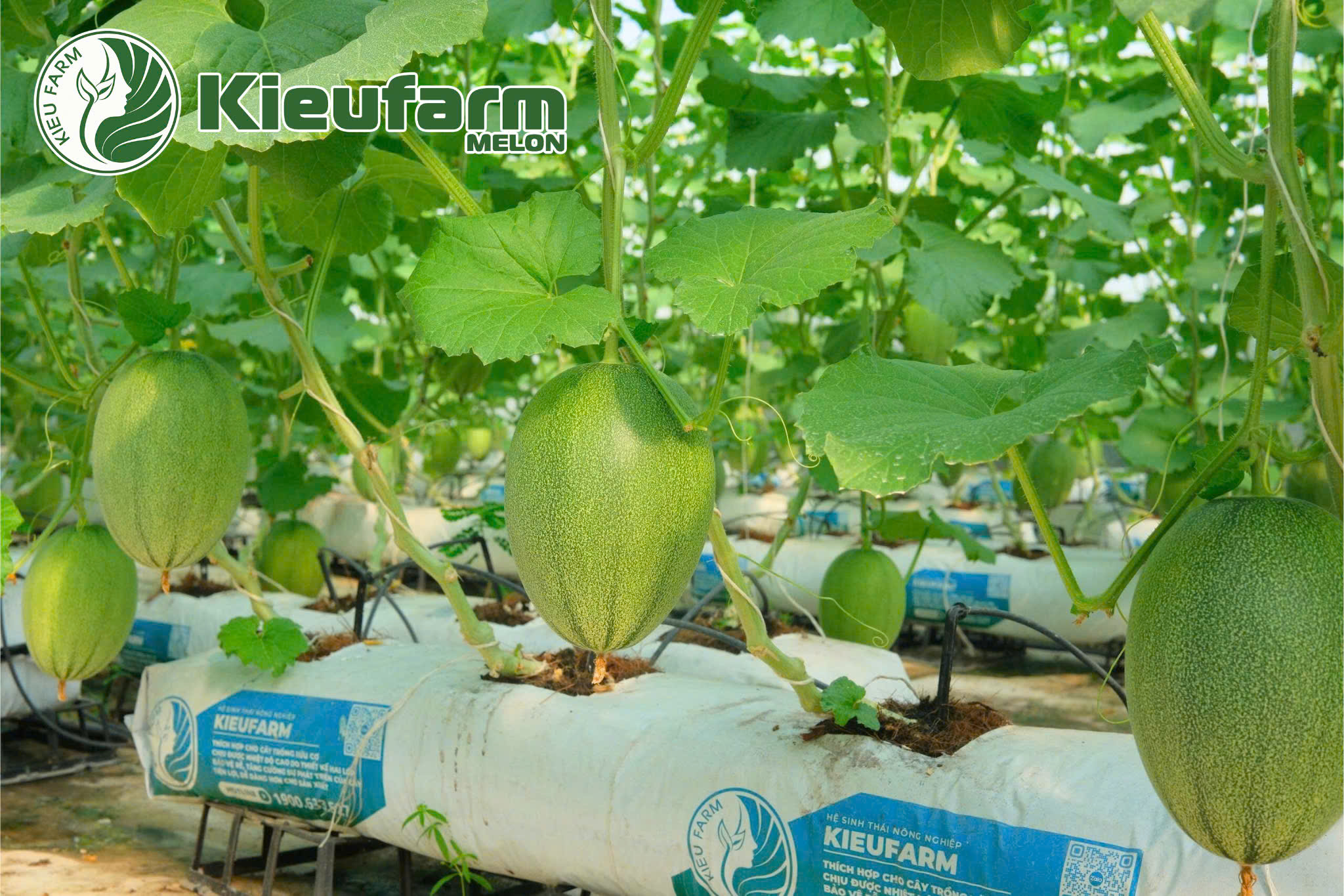 Tưới nhỏ giọt giúp rễ dưa lưới có độ ẩm vừa đủ, không gây úng và không làm khô rễ.