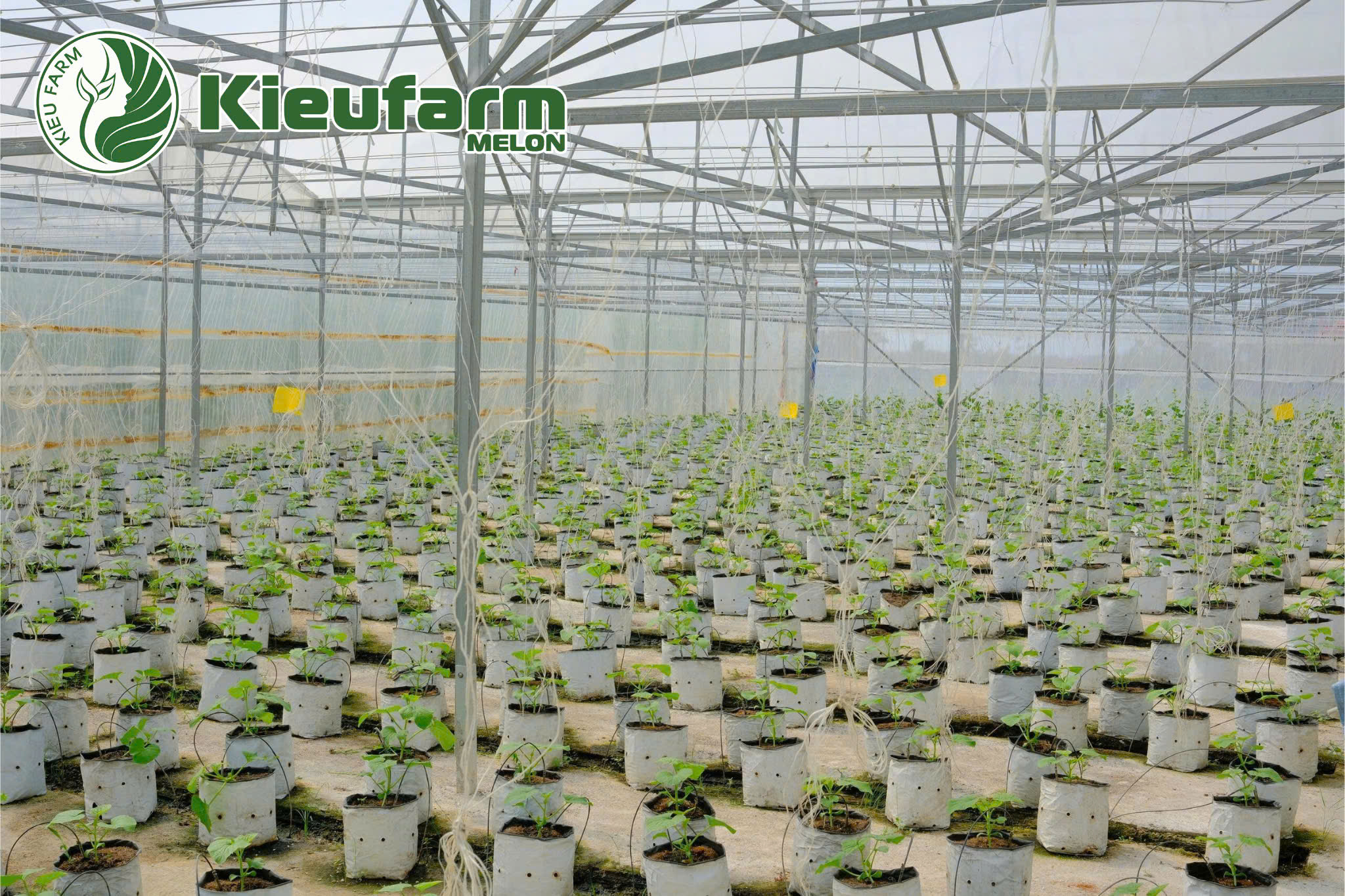 Hệ thống tưới nước nhỏ giọt từ Kieufarm giúp nhà vườn tăng năng suất trái dưa, độ đồng đều cao và chất lượng ngọt ổn định.