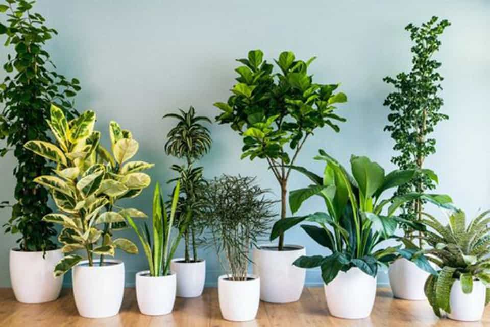 Ý tưởng trang trí cây xanh trong nhà
