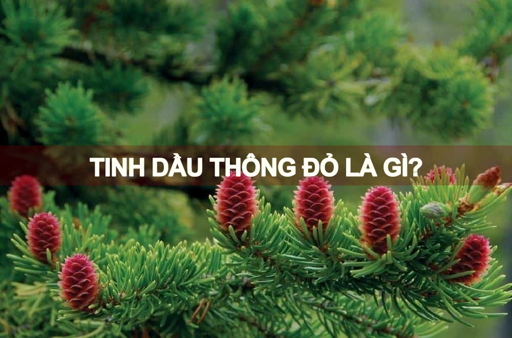 Tinh dầu thông đỏ là gì? Vì sao người Hàn Quốc tin dùng lâu dài
