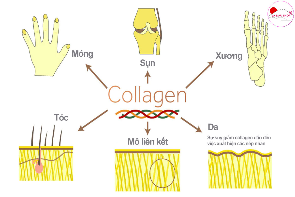 Tìm hiểu về Collagen và các tác dụng của Collagen với cơ thể