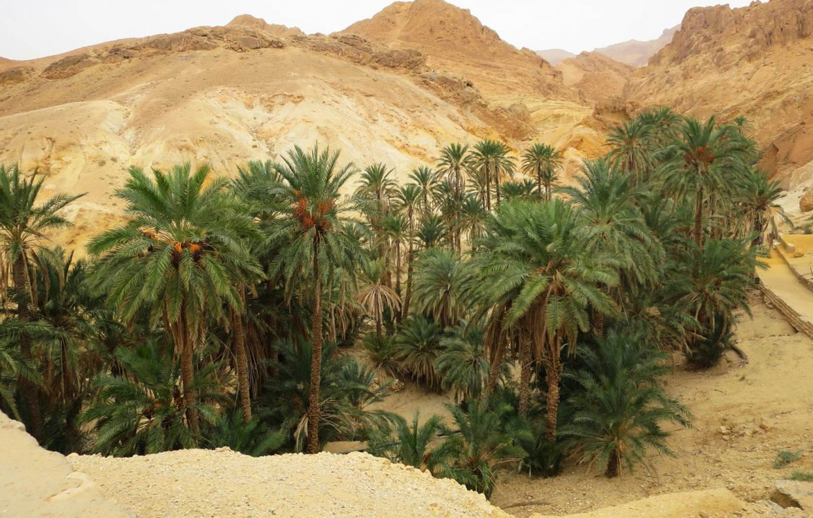 Nguồn gốc Chà là Deglet Nour Tunisia