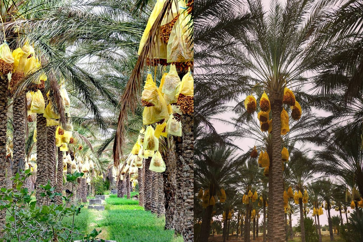 Nguồn gốc Chà là Deglet Nour Tunisia 2