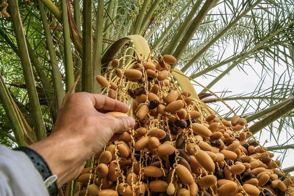 Nguồn gốc chà là quả rời Deglet Nour Tunisia