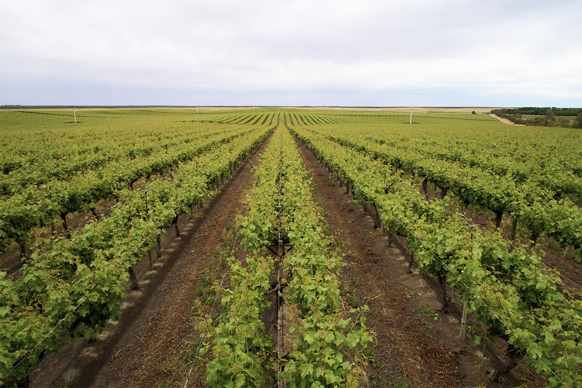 Nho khô Adora có nguồn gốc từ Adora Farm