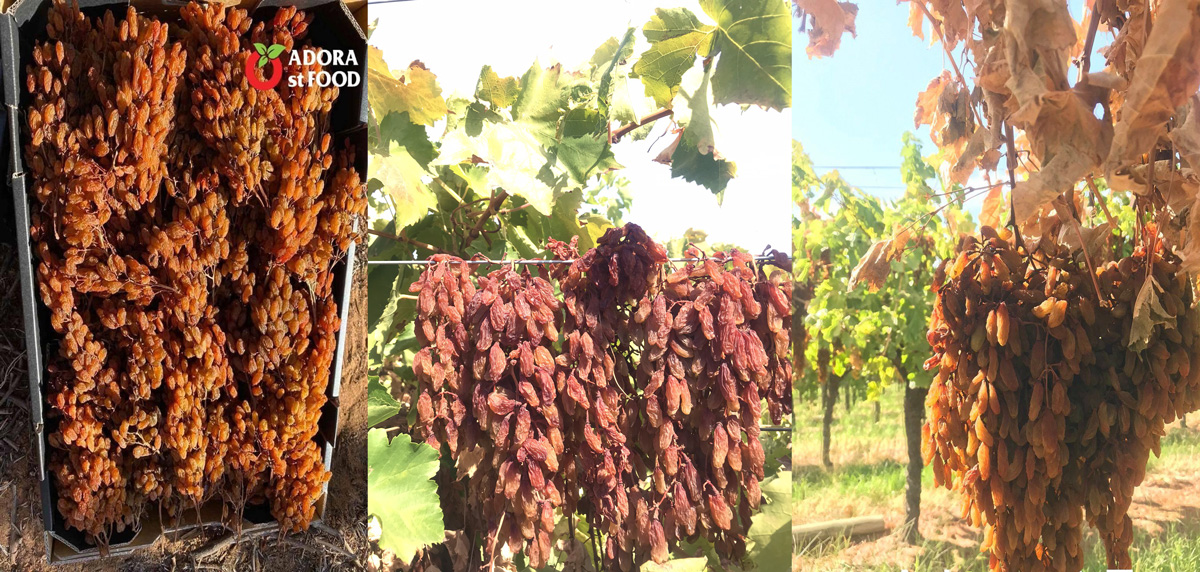 Phương pháp làm nho khô nguyên cành Adora