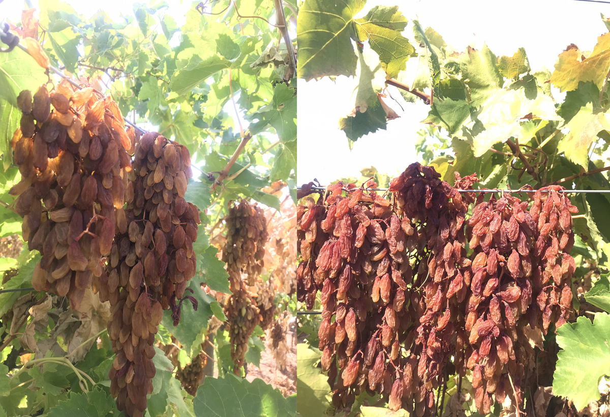 Phương pháp làm nho khô nguyên cành Adora 2