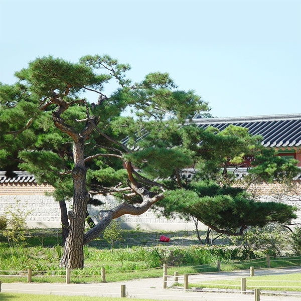 Nguồn gốc cây thông đỏ trong văn hóa Hàn Quốc