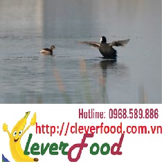 chat-cay-san-ban-the-nay-lam-sao-con-sam-cam-vit-troi-de-xoi