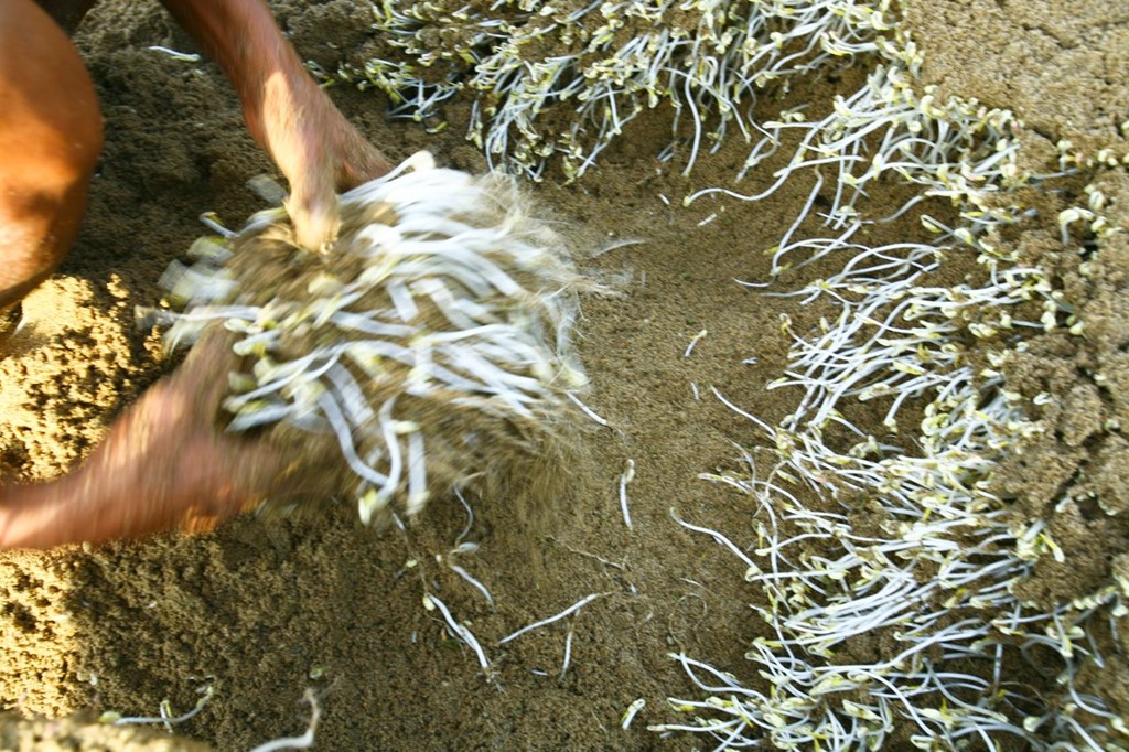 Mô hình trồng sả trên cát hứa hẹn mang lại thu nhập cao  ThienNhienNet   Con người và Thiên nhiên