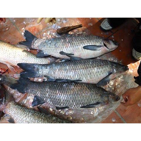Thực Đơn Hàng Ngày 9/5/2016