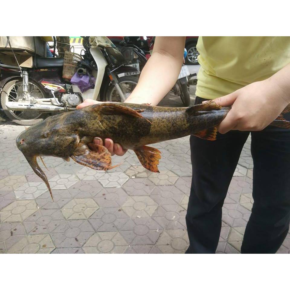 Thực đơn hàng ngày, Chủ Nhật 16/7/2017