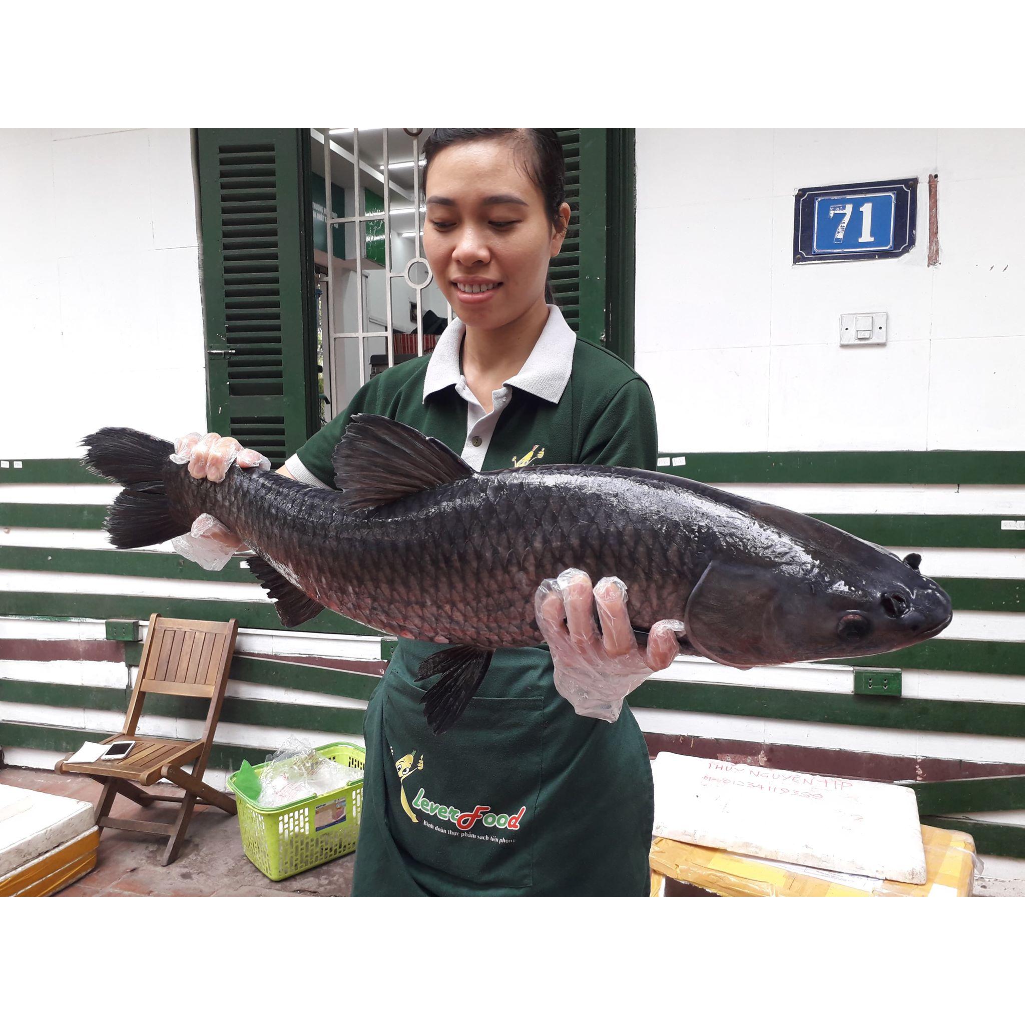 Cá Trắm Đen Sông Đà