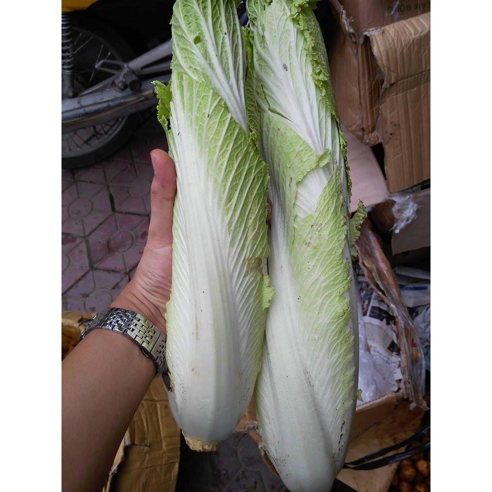 Cải thảo Đà Lạt