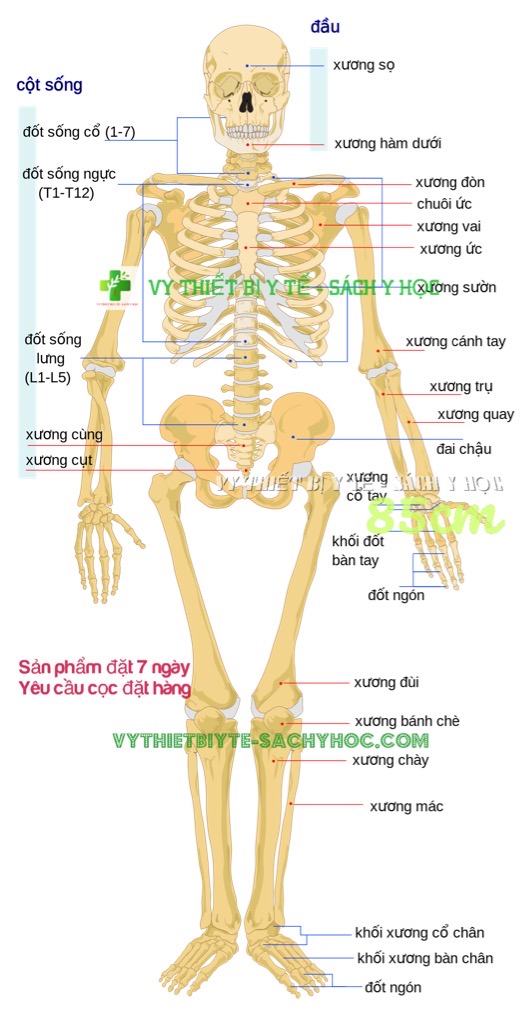 Mô hình giải phẫu xương sọ người
