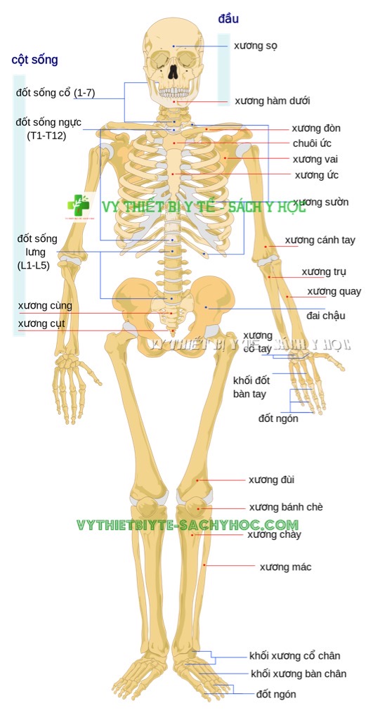 MÔ HÌNH CẤU TẠO XƯƠNG NGƯỜI 170CM  Thiết Bị Kiểm Tra  Đo Lường Uy Tín