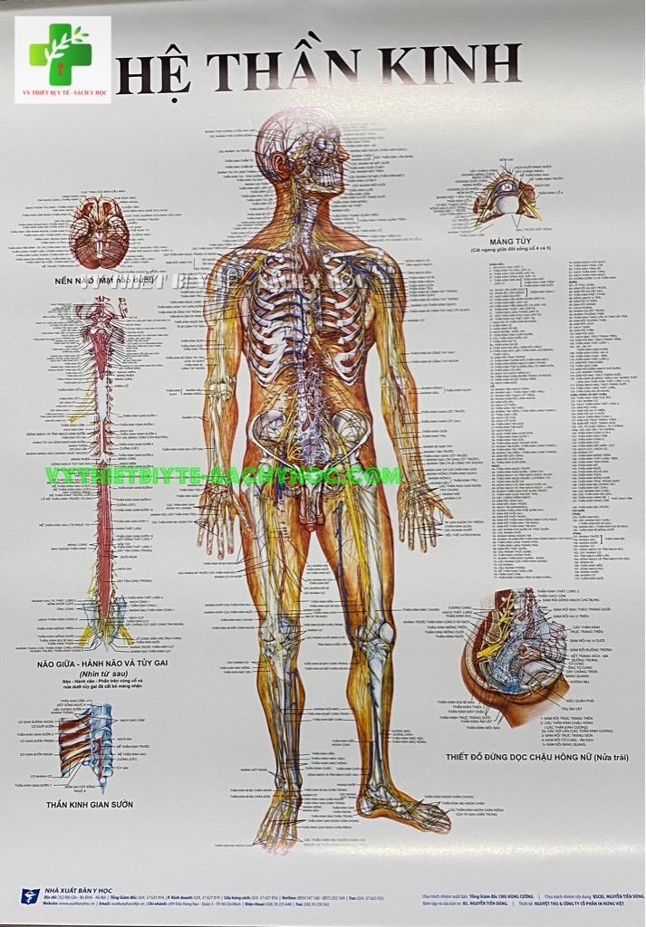 Poster cấu tạo hệ thần kinh con người tranh ảnh sinh học giảng dạy cho học  sinh quan sát VIETVALUE