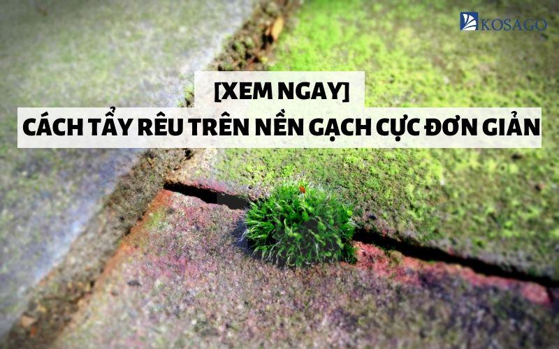 TOP 5 CÁCH TẨY RONG RÊU TRÊN NỀN GẠCH TỐT NHẤT HIỆN NAY