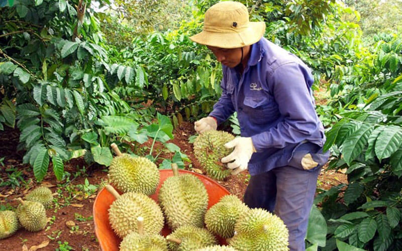 Mô hình trồng xen canh cà tím và dưa hấu