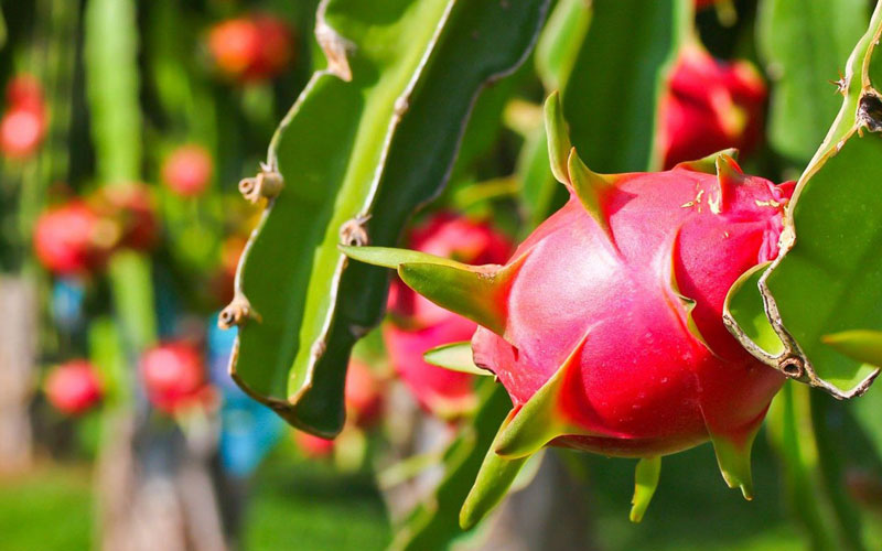 Trái thanh long khủng kết quả của cách trồng hiện đại