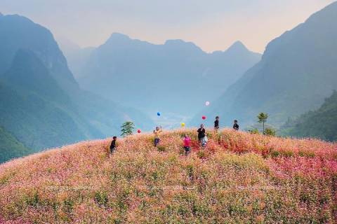 Du lịch Hà Giang mùa hoa tam giác mạch khám phá cao nguyên đá rực rỡ