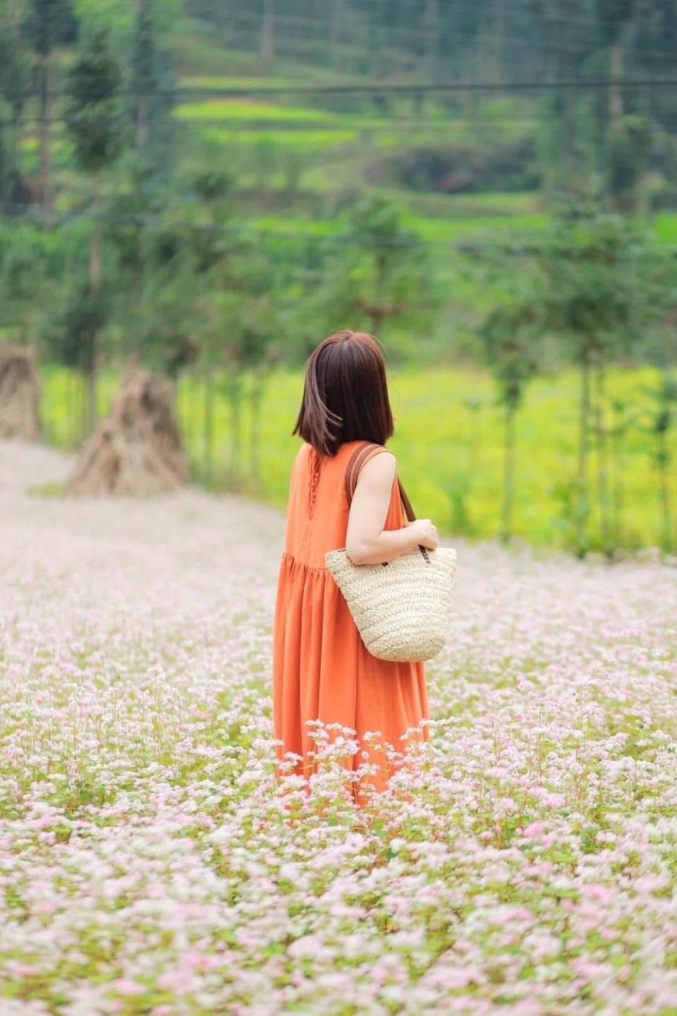 Hà Giang tháng 11 ngập tràn trong hoa tam giác mạch