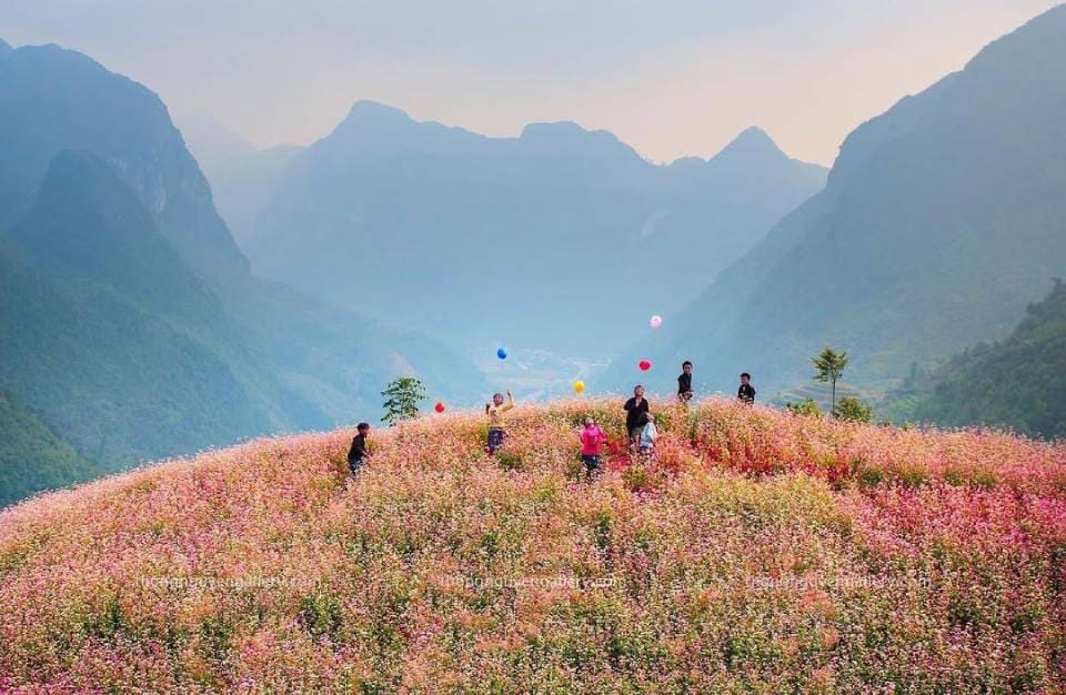 đồi hoa tam giác mạch