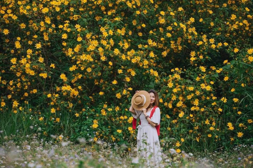 Thu đến, hoa dã quỳ tại Mộc Châu nở rộ