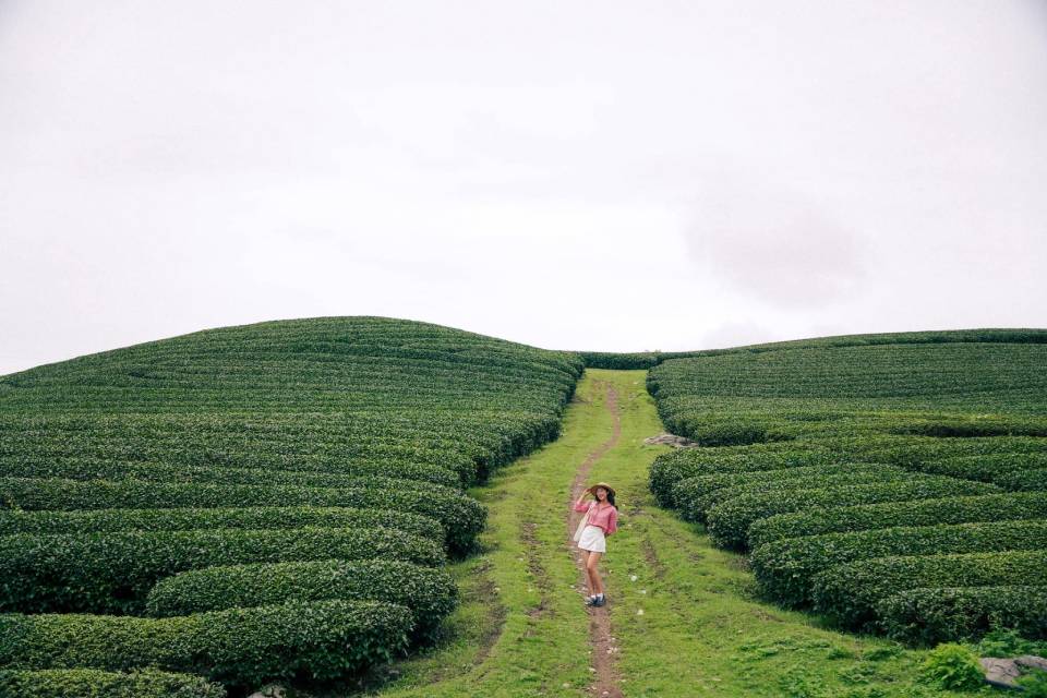 Mùa hè xanh mát tại đồi chè Mộc Châu