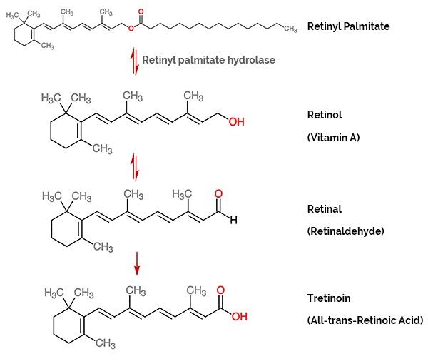 Retinyl Palmitate Là Gì? Nó Có Tác Dụng Gì Trong Chăm Sóc Da?