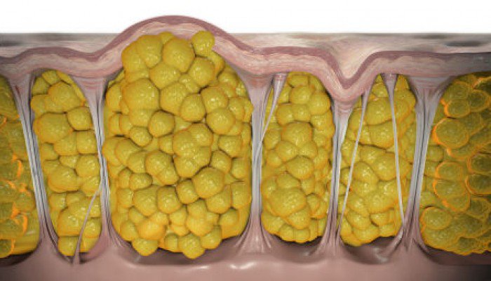 Mô mỡ thuộc tầng lớp mỡ dưới da