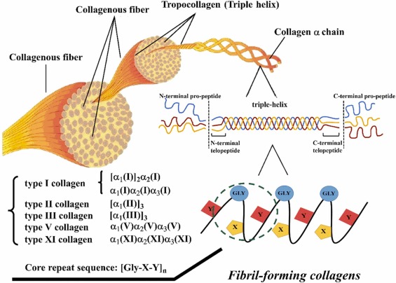 Cấu trúc của Collagen