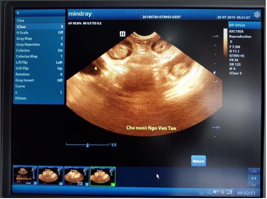 Máy siêu âm thú y Mindray DP-30Vet
