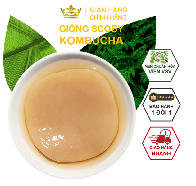 Combo SCOBY ORGANIC 5 MÓN cho người mới làm trà Kombucha ( Giống SCOBY + Nước Mồi + Trà Xanh + Đường Mía + Giấy PH).