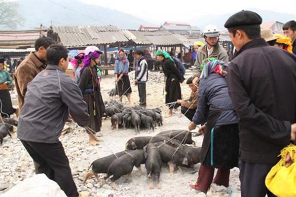 Lợn cắp nách - đặc sản nổi tiếng của miền núi phía Bắc