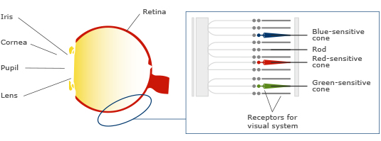 Võng mạc mắt người chứa ba tế bào quang tuyến: các tế bào nhạy cảm với màu sắc, thanh nhạy sáng mờ và tế bào hạch nhạy cảm.
