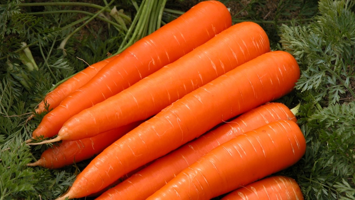 Cà rốt là gì?
