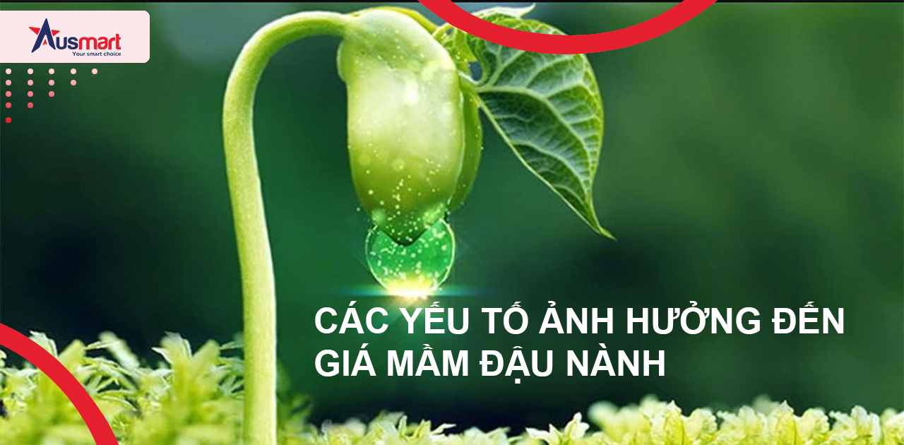 Các yếu tố ảnh hưởng đến giá mầm đậu nành