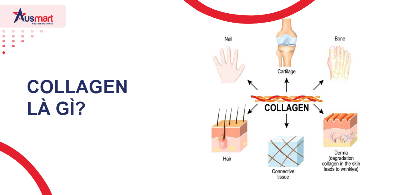 Collagen là gì