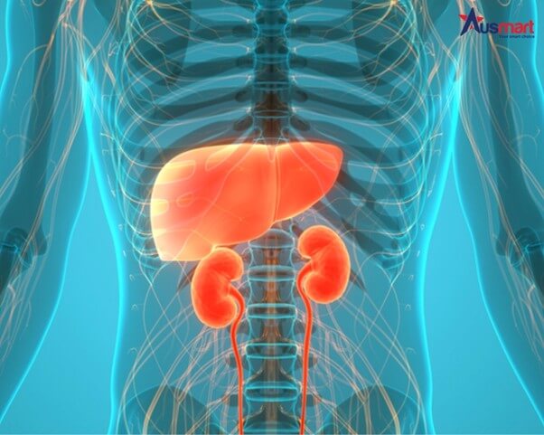 Mối quan hệ giữa gan và thận trong cơ thể con người