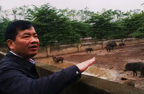 Giới thiệu về trang trại lợn rừng sinh học Cẩm Đình
