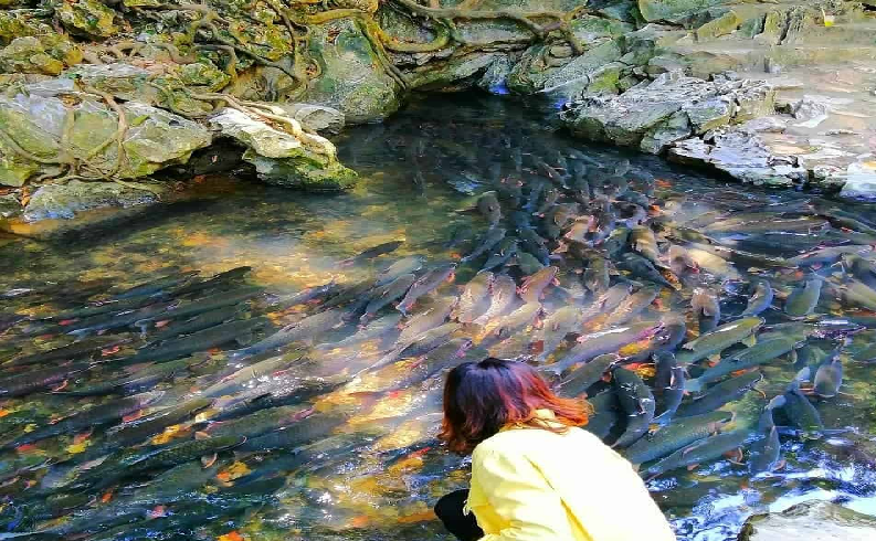 HẢI PHÒNG - SẦM SƠN - LAM KINH - THÀNH NHÀ HỒ - SUỐI CÁ THẦN - HẢI PHÒNG 2 NGÀY 1 ĐÊM
