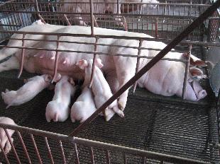 Cai sữa cho lợn lúc 21 hay 28 ngày tuổi? Cai sữa cho lợn lúc 21 hay 28 ngày tuổi?