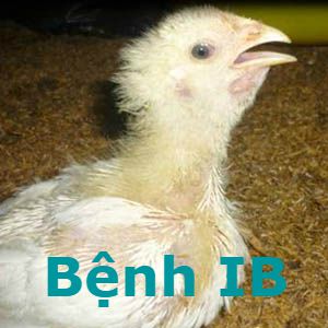 Bệnh viêm phế quản truyền nhiễm (IB) Bệnh viêm phế quản truyền nhiễm (IB)