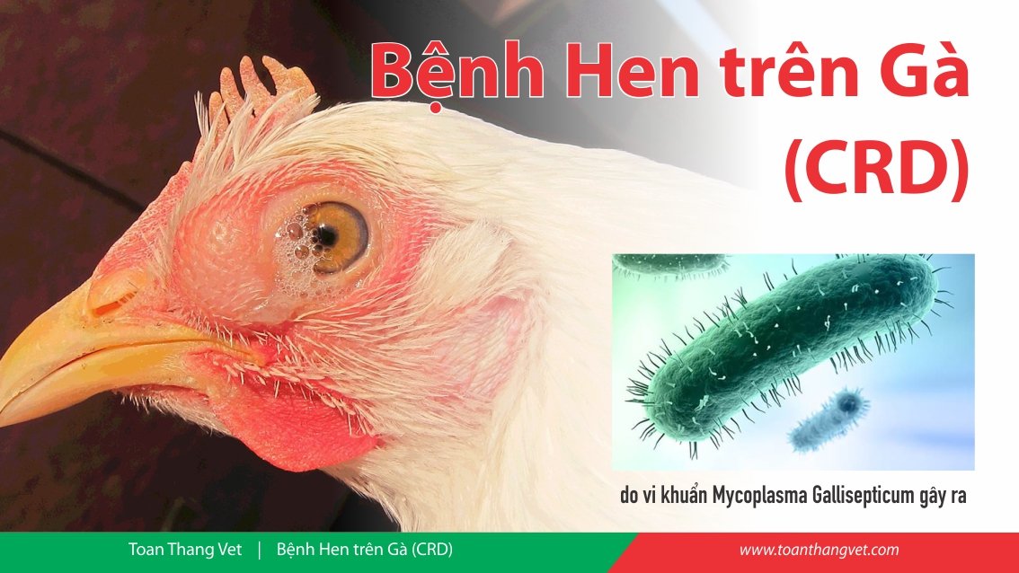 BỆNH HEN (CRD) TRÊN GIA CẦM BỆNH HEN (CRD) TRÊN GIA CẦM