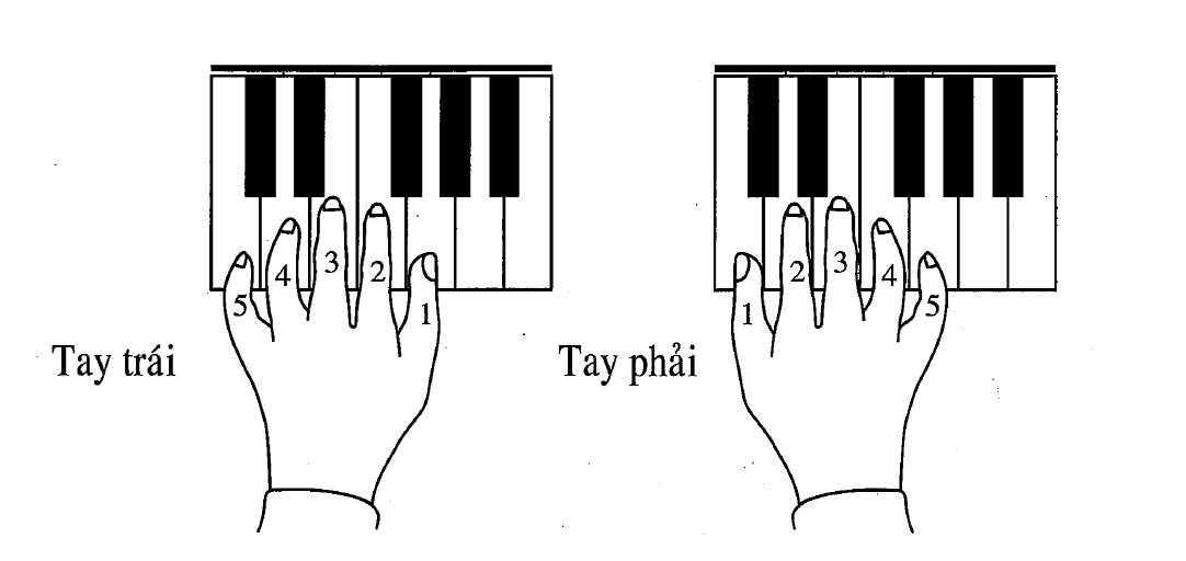 Vị trí các nốt nhạc trên đàn piano có thể bạn chưa biết