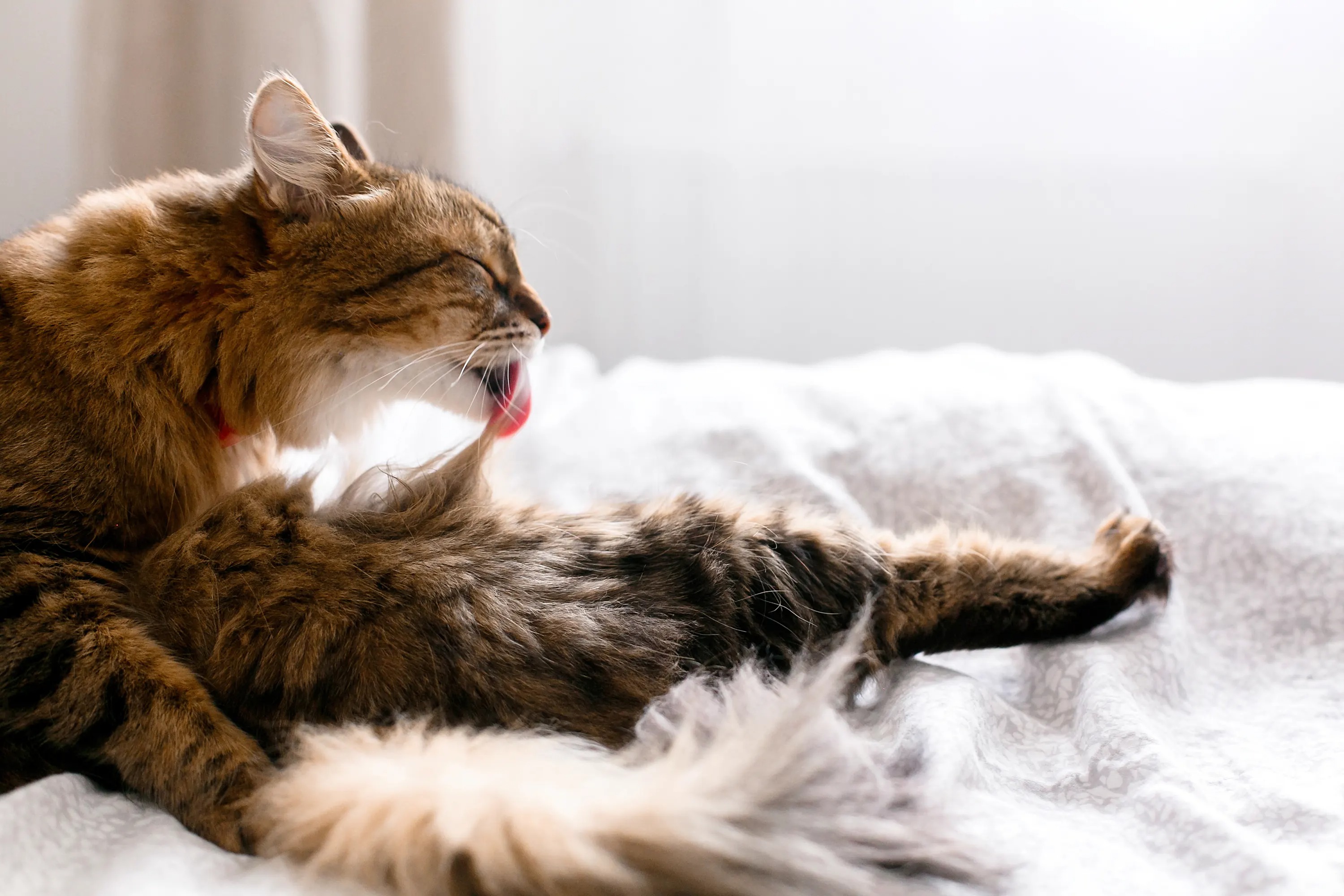5 Dấu Hiệu Mèo Bị Búi Lông Và Cách Xử Lý