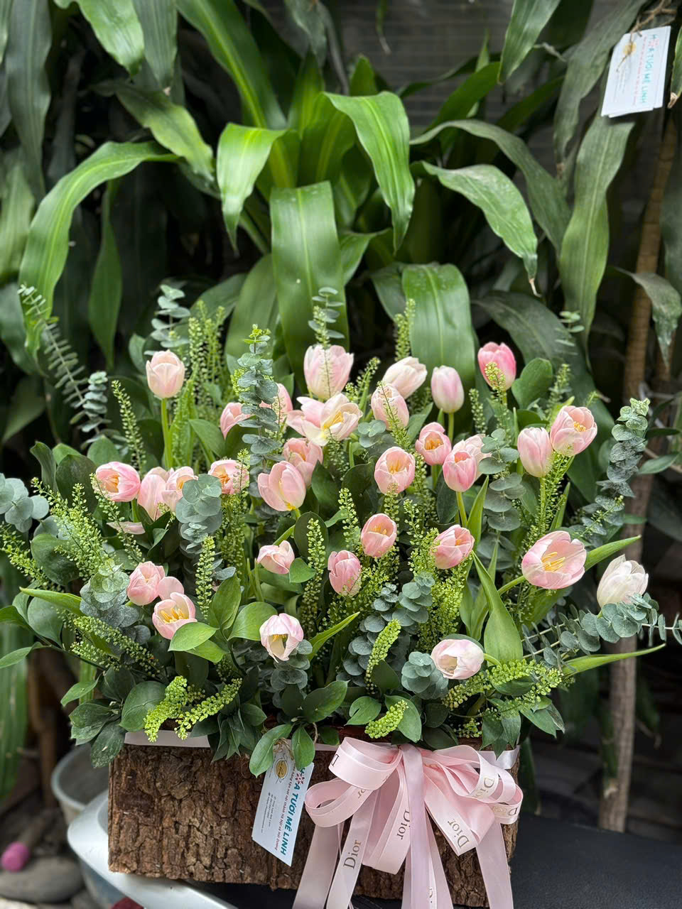 Chậu 30 bông tulip hồng phấn