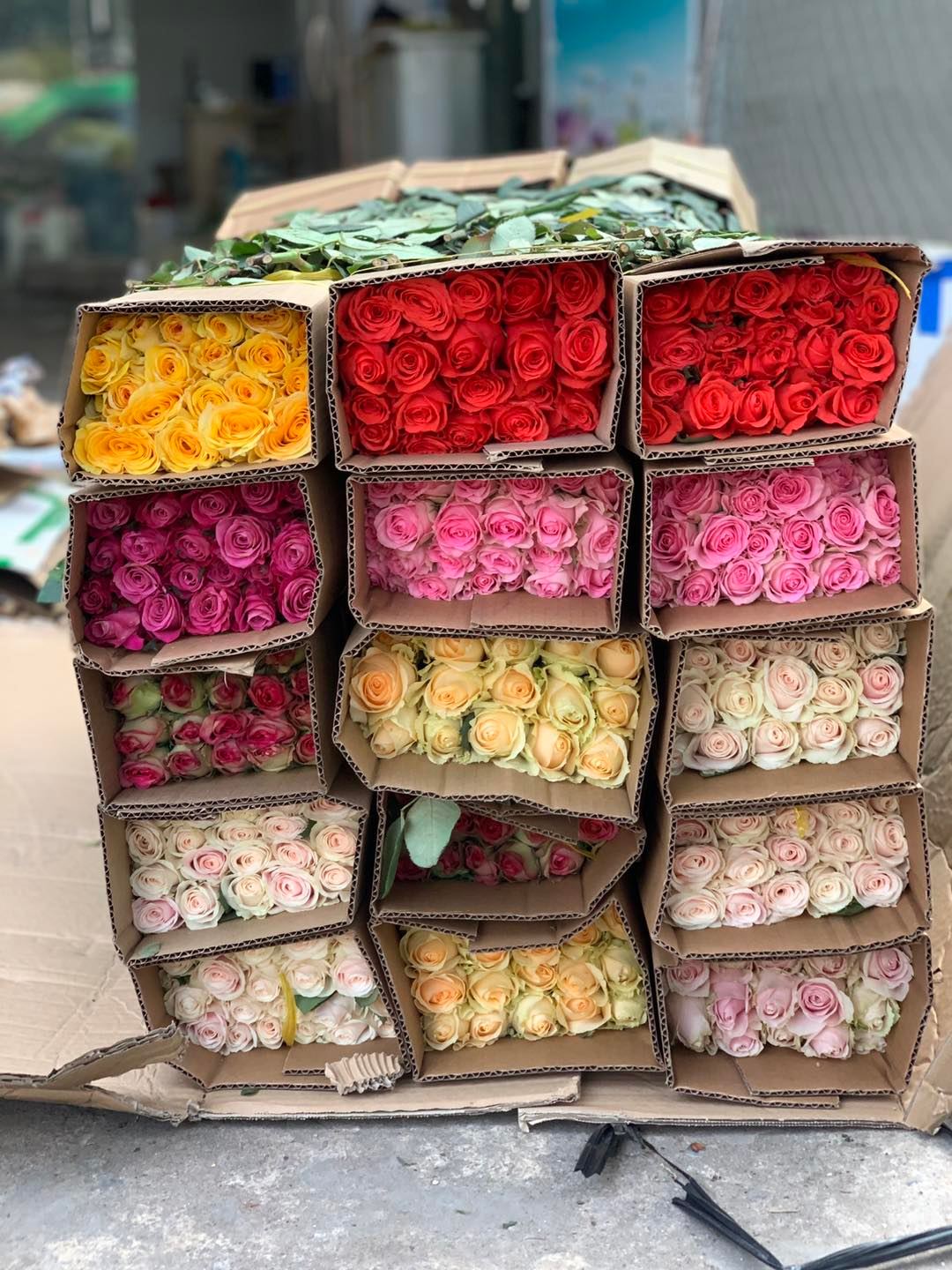 Hồng Đà Lạt (bó 28-30 bông)